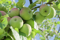 Apples on an apple tree - PhotoDune Item for Sale