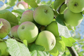 Apples on an apple tree - PhotoDune Item for Sale