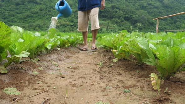 Farmer Watering Vegetable