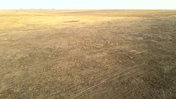 Wild Saiga Antelope Running