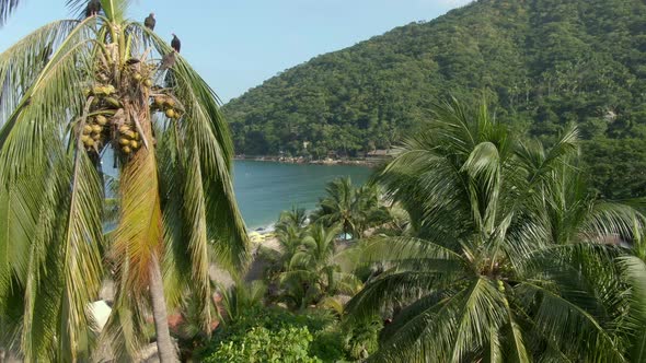 Palm Trees Revealed Tropical Beach Of Yelapa Resort Town In Jalisco, Mexico. Aerial Drone Shot