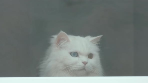 White Cat Looks Out the Window