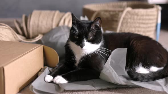 Cat sitting on the Floor on Packaging Paper and Cardboard Boxes