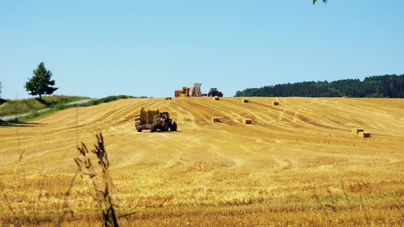 Farmers Harvest Grain From the Field (Farmers Load Haystacks on the Tractor) - Sunny Day