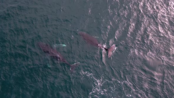 Two whales migrating through dunsborough Western Australia captured from an aerial view