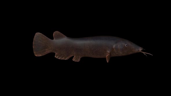 The Redtail Catfish, Phractocephalus Hemioliopterus