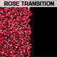 Rose Petal Transition - VideoHive Item for Sale