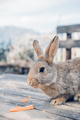 Cute funny domestic rabbit eating carrot. Farm life. - PhotoDune Item for Sale