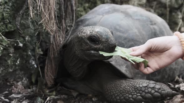A Huge Aldabra Giant Tortoise Eats Food on a Prison Island in Zanzibar Africa