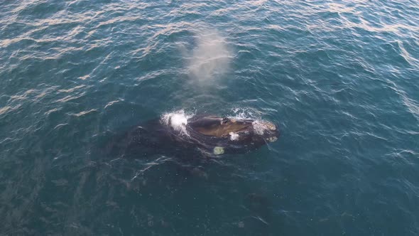 Aerial shot of Southern Right whale breaching surface, blowing and then drifting in the ocean from c