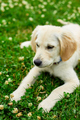 Cute happy golden retriever, puppy outdoor on the grass - PhotoDune Item for Sale