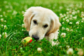 Cute happy golden retriever, puppy outdoor on the grass - PhotoDune Item for Sale