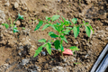 A young tomato seedling growing in the soil of a greenhouse - PhotoDune Item for Sale