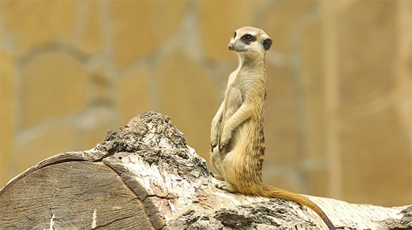 Meerkat 