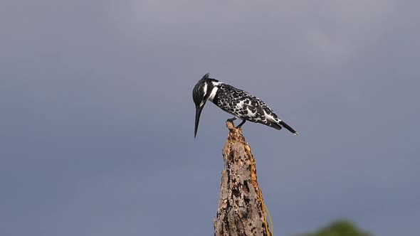 Pied Kingfisher, ceryle rudis, Adult standing on a Dead Tree, Lake Baringo Kenya, Slow Motion