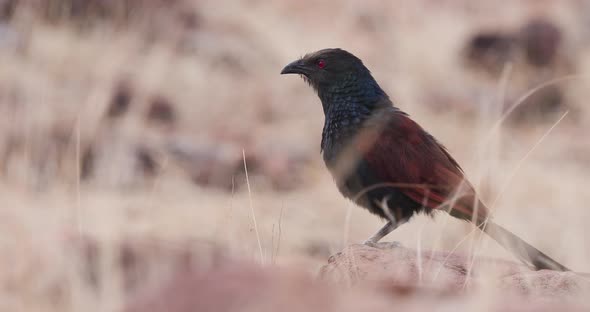 Greater Coucal standing on a rock and calling out by puffing its neck, vocalization dry season