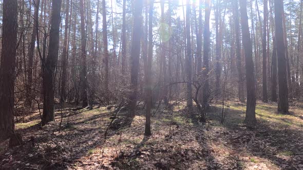 Inside a Pine Forest By Day Slow Motion