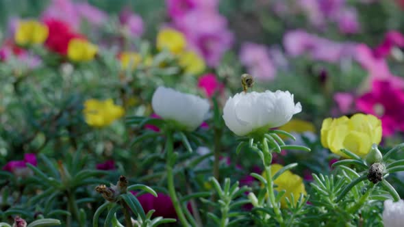 Close Up of One Honey Bee Flying Around Honeysuckle Flowers