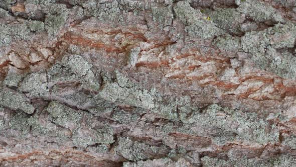 Tree Bark Texture Close Up Slow Motion