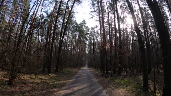 Inside a Pine Forest By Day Slow Motion