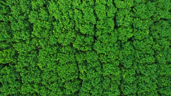 Drone flying over a beautiful rubber trees plantation