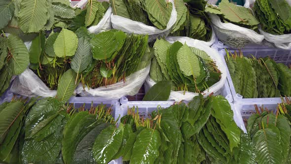 Fresh Kratom Leaves in plastic bags selling on Thailand street market