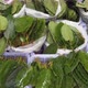 Fresh Kratom Leaves in plastic bags selling on Thailand street market - VideoHive Item for Sale