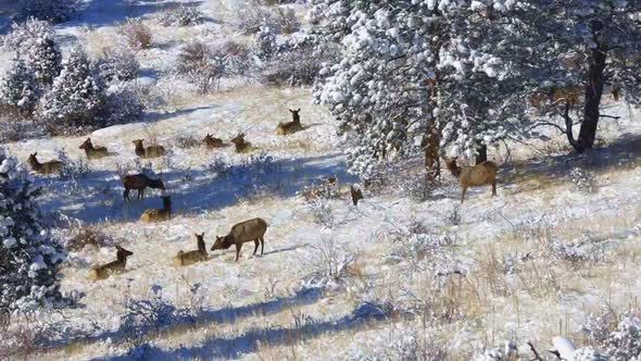 Herd of cow Elk resting and a grouping right to left on a snowy hillside in the Rocky Mountains of C