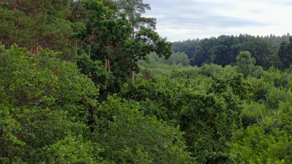 Aerial view of forest. Trees forest aerial treetop view