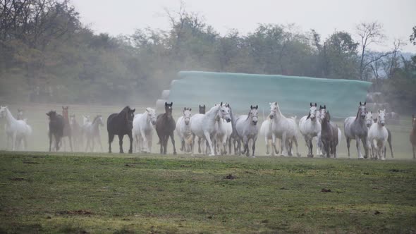 Lipizzaner horses running through the field in the morning