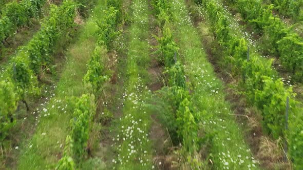 Aerial flight over beautiful vineyard landscape in Napareuli, Georgia