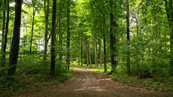 Summer forest and leafy footpath in Poland