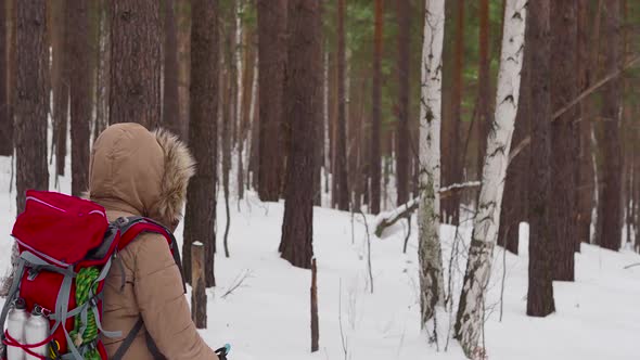 Female Hiker with Backpack Walking in a Winter Foest