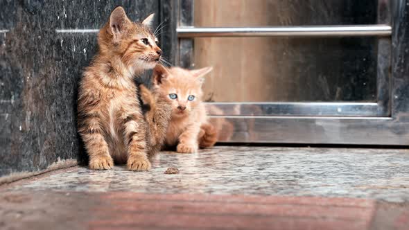 Cute Little Homeless Stray Cat Looking Curiously on Outdoor Street