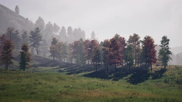 Swiss Alps with Green Alpine Meadow on a Hillside and Surrounded By Pine Forests