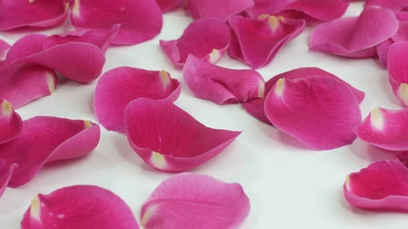 Pink Rose Petals