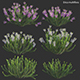 Erica multiflora - Mediterranean Heath - Erica flowers - 3DOcean Item for Sale