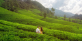 Green Tea Hills Landscape with Couple of Travelers in Love. Sri Lanka - PhotoDune Item for Sale