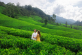 Green Tea Fields Landscape with Couple of Travelers in Love - PhotoDune Item for Sale