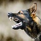 Angry Dogs Barking