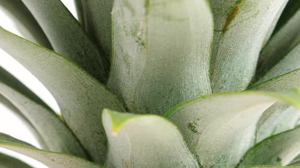 Pineapple Fruit, Closeup