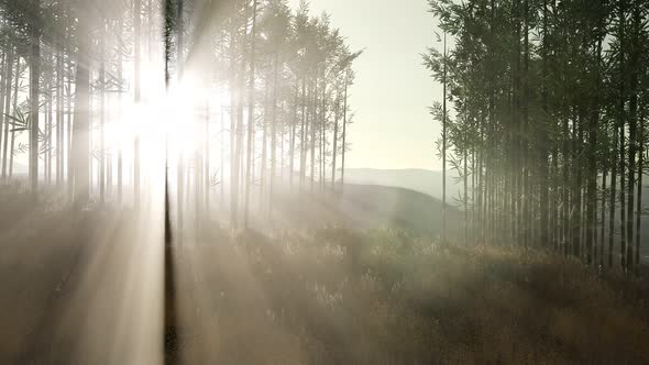 Green Bamboo Forest in Hills alt