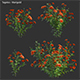 Tagetes - Marigold - 3DOcean Item for Sale