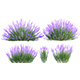 Lavandula - Lavender - 3DOcean Item for Sale