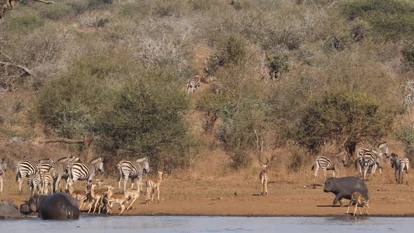 African Wildlife - Kruger National Park