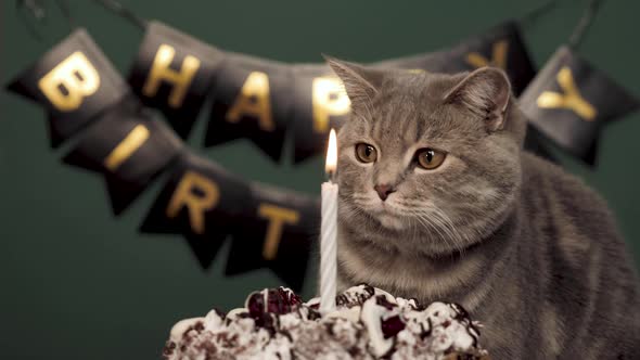 Cat's Birthday Party