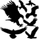 Birds of Prey Vector Silhouettes - GraphicRiver Item for Sale