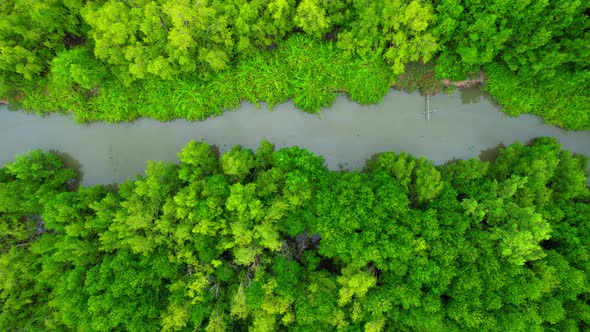 Aerial view over beautiful mangrove jungle