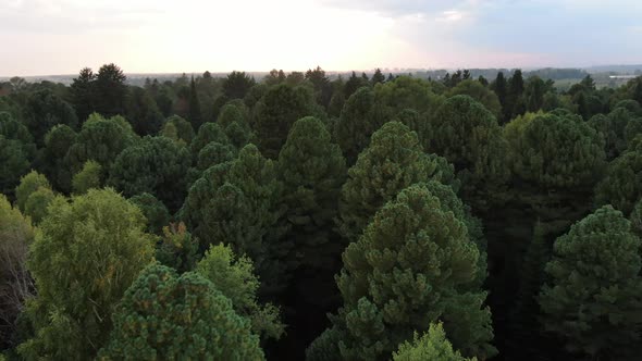 Aerial view pine trees forest, evergreen treetops. Siberia, Russia.