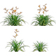 Crocosmia x crocosmiiflora - Montbretia - 3DOcean Item for Sale